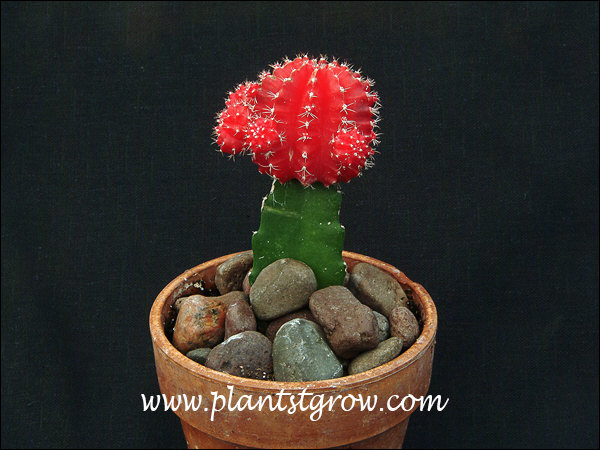 Gymnocalycium mihanovichii friedrichii grafted onto a Hylocerus